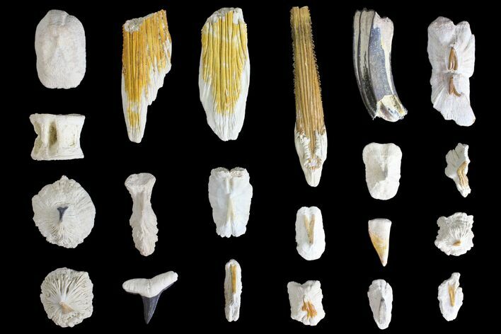 Miocene, Bone Valley Fossil Lot - Florida #137354